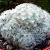 Mammillaria _plumosa _03